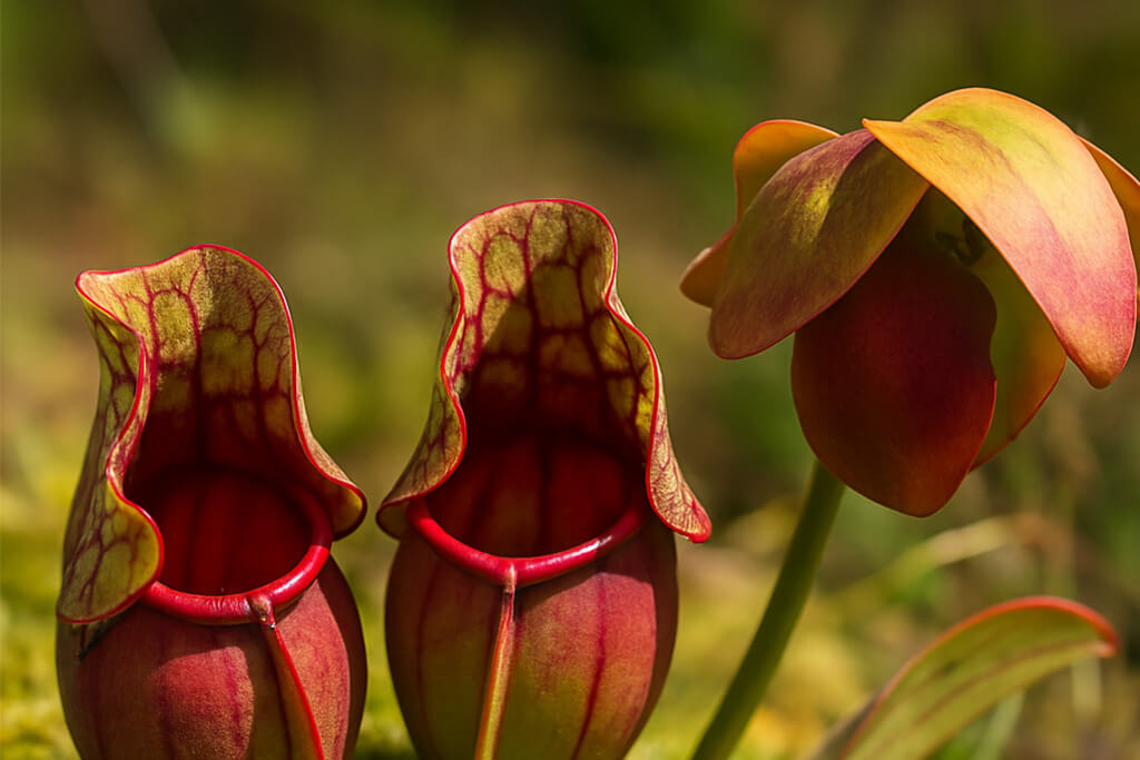imagen con tres plantas carnívoras