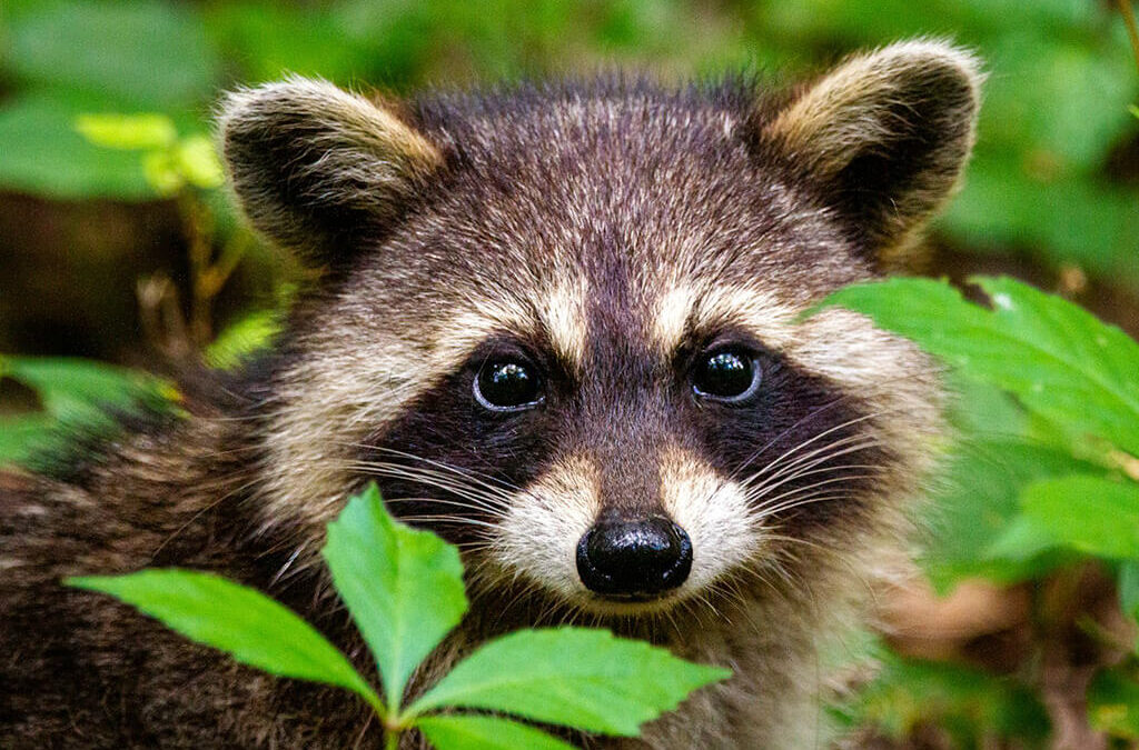Especies invasoras: una amenaza silenciosa para los ecosistemas.