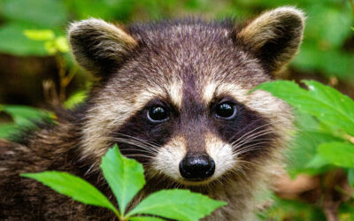 Especies invasoras: una amenaza silenciosa para los ecosistemas.