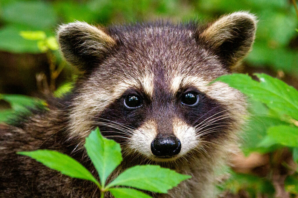 imagen de un mapache especie considerada invasora en algunos pauses